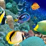 Undersea with Colorful Fish Wallpaper Mural