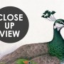 Elegant Peacock with Cherry Blossom Wallpaper Mural