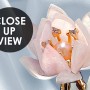 Pearl Lotus Flower and Little Butterfly Wallpaper Mural