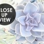 Elegant Petal Floral Wallpaper Mural