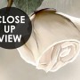 Beautiful White Roses and Butterflies Wallpaper Mural