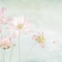 Light Pink Lotus Flower Wallpaper Mural