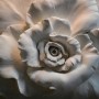 3D Embossed Look Cement Roses Wallpaper Mural