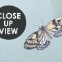 Gardenia Floral and Butterfly Wallpaper Mural