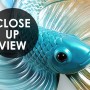 Abstract Guppy Fish Wallpaper Mural