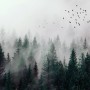 Dark Forest Misty Landscape Wallpaper Mural