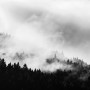 Misty Dark Forest Landscape Wallpaper Mural
