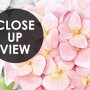 Hydrangea Floral Art Wallpaper Mural