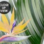 Toucans and Tropical Rainforest Wallpaper Mural