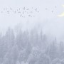 Monochrome Night Forest and Birds Wallpaper Mural