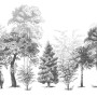 Black and White Forest Wallpaper Mural