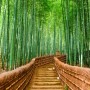 Bamboo Forest Oasis Wallpaper Mural