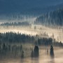 Foggy Pine Woods Landscape Wallpaper Mural