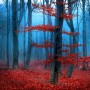 Autumn Forest with Red Leaves Landscape Wallpaper Mural