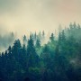 Misty Pine Forest Wallpaper Mural