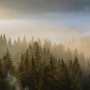 Foggy Pine Forest Landscape Wallpaper Mural