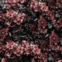 Dark Floral Wallpaper Mural