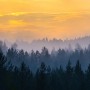 Misty Pine Forest Landscape Wallpaper Mural