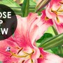 Kids Safari Watercolor Tropical  Forest Jungle Animals Wallpaper Mural
