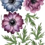 Watercolor Dark Blue Red Anemone Florals Wall Decal Sticker