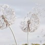 Dandelion Flowers Wallpaper Mural