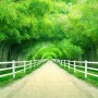 3D Look Photo Forest Landscape Wallpaper Mural