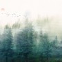 Misty Forest and Sunrise Wallpaper Mural