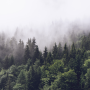 Misty Pine Forest Wallpaper Mural