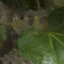 Nostalgic Ivy Leaf Wallpaper Mural
