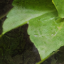 Nostalgic Ivy Leaf Wallpaper Mural