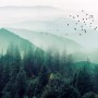 Misty Green Forest with Birds Wallpaper Mural