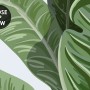 Kids Jungle View with Exotic Animals Wallpaper Mural