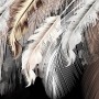 Nordic Light Feathers Wallpaper Mural