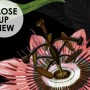 Dark Botanical Plants with Animals Wallpaper Mural