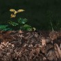 Dark Tropical Plants Wallpaper Mural