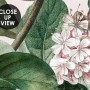 Dark Botanical Soft Floral Wallpaper Mural