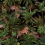 Dark Tropical Trees with Leopards Wallpaper Mural