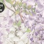 Watercolor Hanging Wisteria Flowers with Hummingbirds Wallpaper Mural 