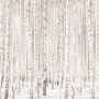 Birch Tree Forest in Winter Wallpaper Mural