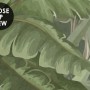 Rainforest Nature Tree Landscape Wallpaper Mural