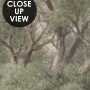 Serene Scenic Nature Wallpaper Mural