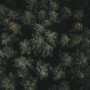 Pine Forest Aerial View Wallpaper Mural