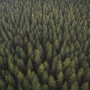 Pine Forest Landscape Wallpaper Mural