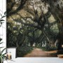 Tree Roots Wallpaper Mural