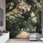 Tree Roots Wallpaper Mural