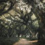 Tree Roots Wallpaper Mural