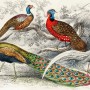 Historical Vintage Peacock Art Wallpaper Mural