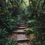 Jungle Pathway Wallpaper Mural