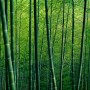 Bamboo Forest Wallpaper Mural