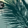 Tropical Palm Trees and Sunlight Wallpaper Mural